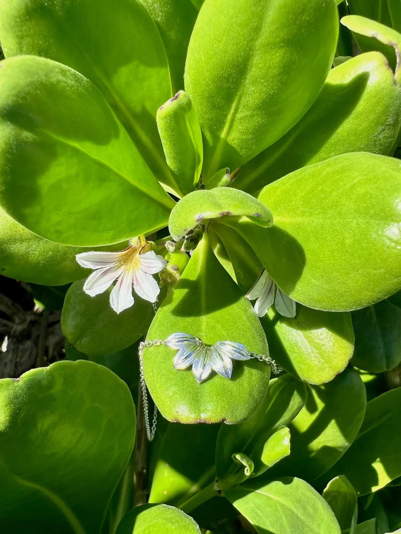 White and blue flowers with delicate petals nestled among bright green leaves in natural sunlight