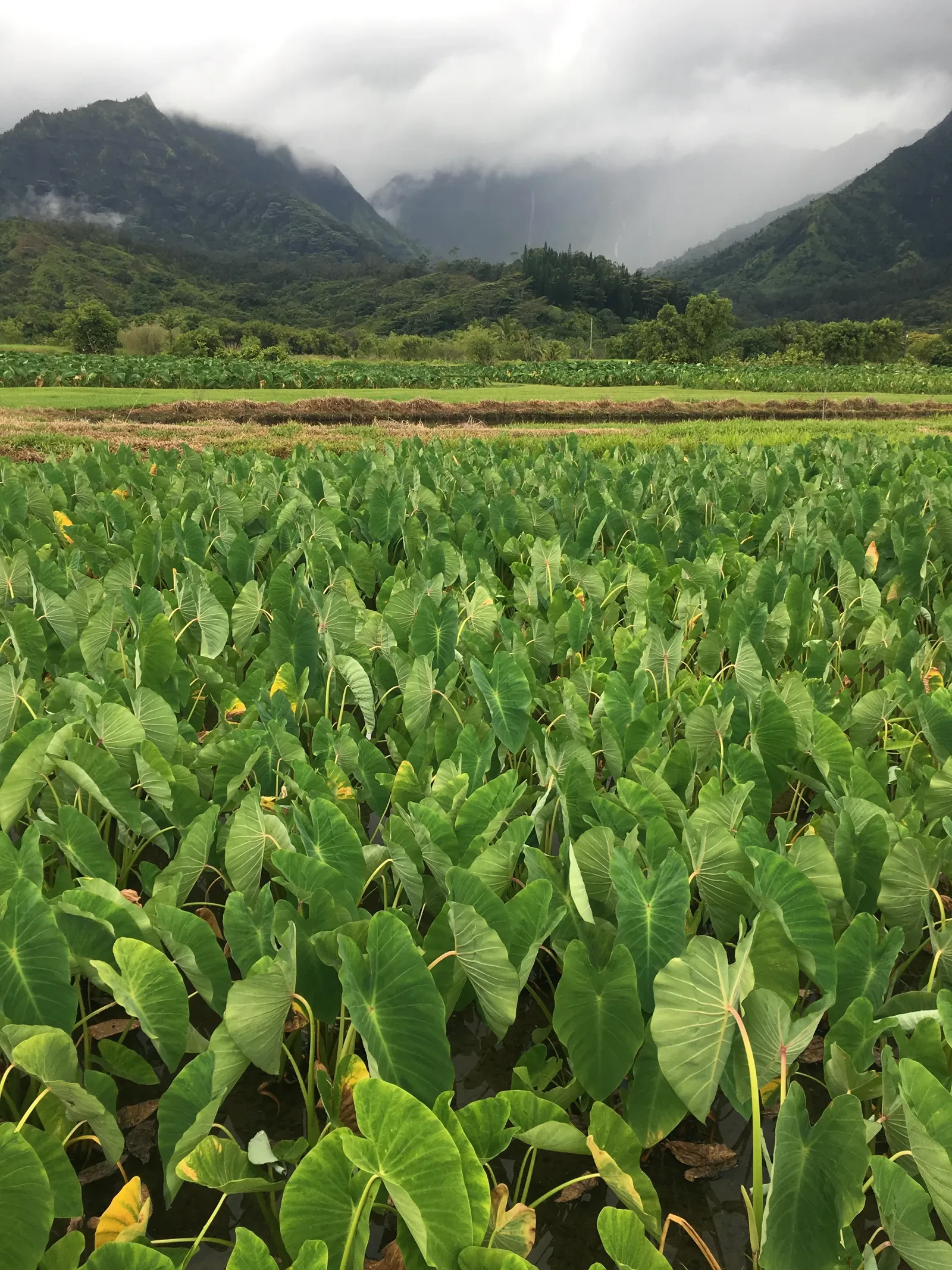Lush green taro plant field with large heart-shaped leaves in a misty Hawaiian valley surrounded by verdant mountains