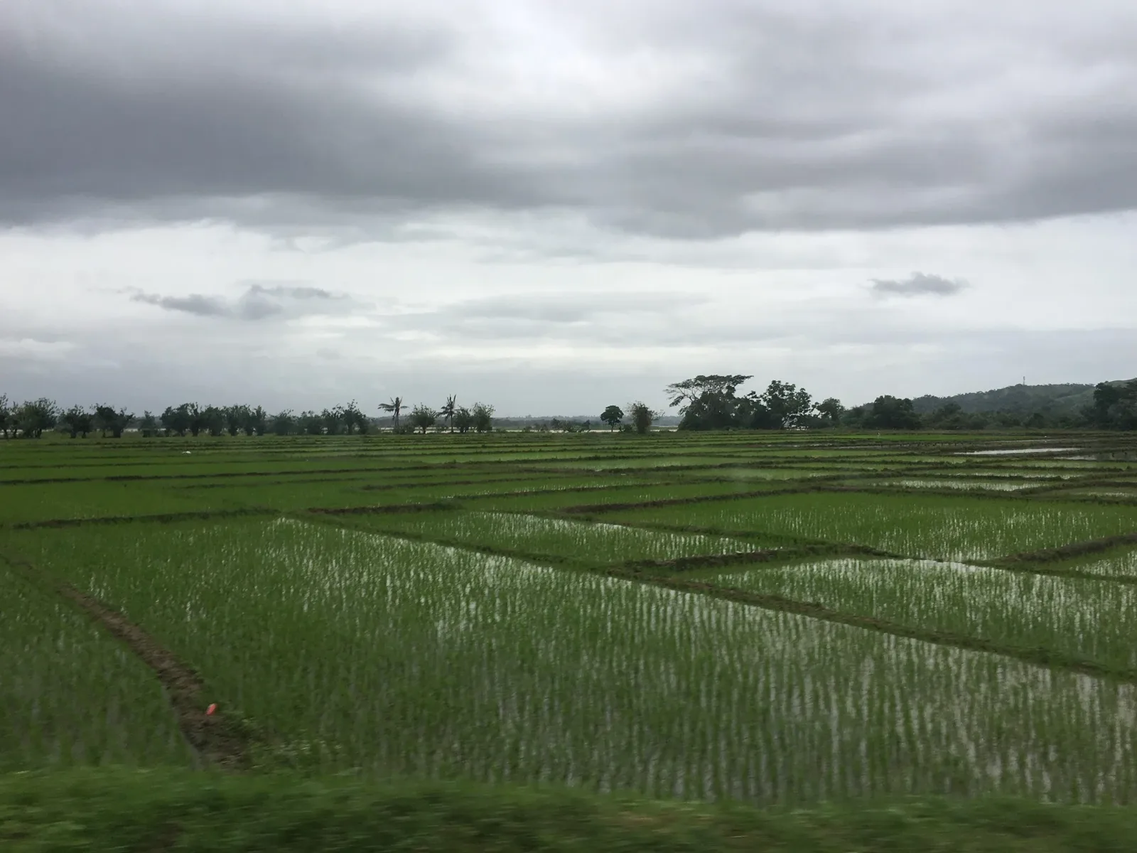 Expansive flooded rice paddies with young green rice plants, irrigation channels, scattered trees, and overcast sky